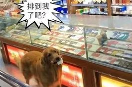 如何让狗狗自己去超市