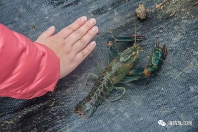 澳洲龙虾超市便宜卖吗