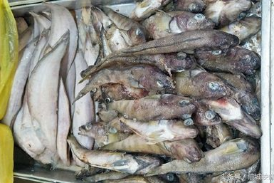 超市黄鱼是野生吗能吃吗