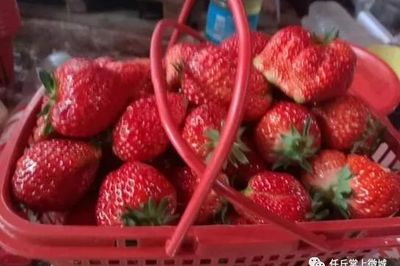任丘草莓超市在哪里