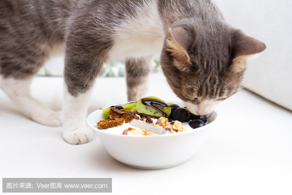 猫猫如何减肥零食超市