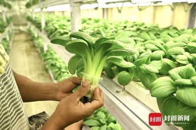 超市生菜能种植吗