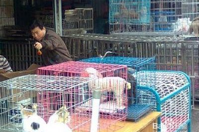 如何让宠物进入超市门口