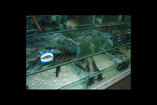 海鲜区活鱼死虾鉴别