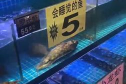 为什么超市没有桂鱼了