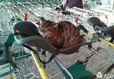 超市门口猫猫叫什么