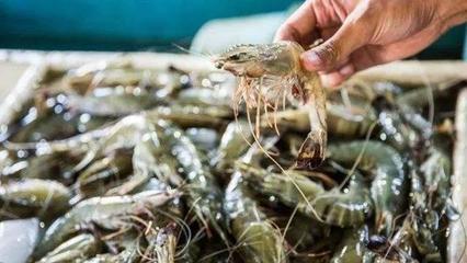 超市的虾还能吃吗 新冠