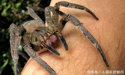 超市遇到的蜘蛛是什么