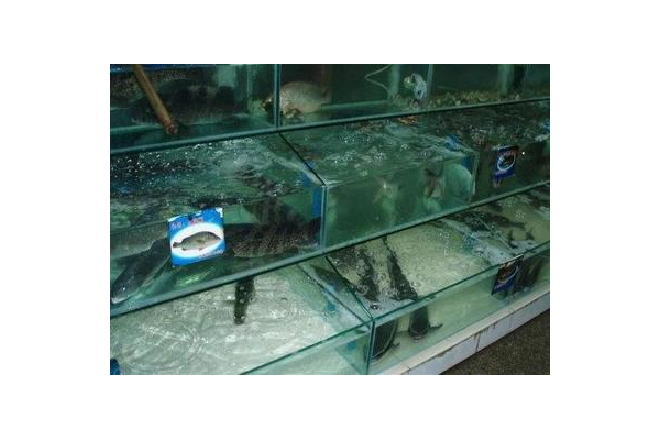 海鲜区活鱼死虾鉴别