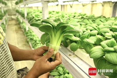 超市生菜能种植吗