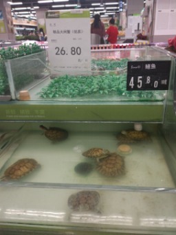 巴西水产超市叫什么来着