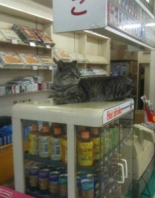 大超市里养猫吗安全吗