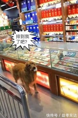 如何让狗狗自己去超市