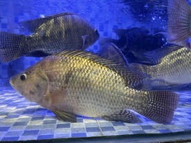 超市如何养好罗非鱼