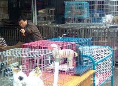 如何让宠物进入超市门口